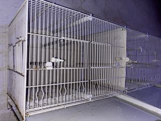 Jaula Pedros de 1 metro Blanca