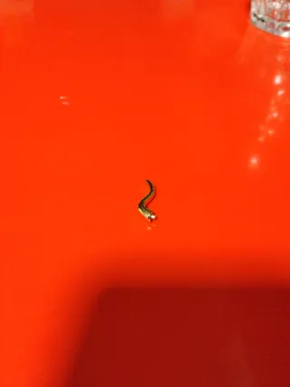 Corno Toro Cavalieri dello Zodiaco Saint Seiya