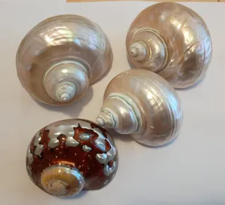 Set 4 conchiglie decorative