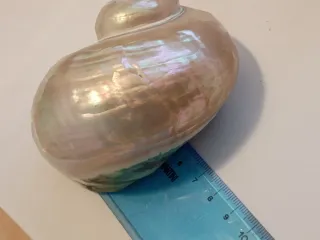 Set 4 conchiglie decorative