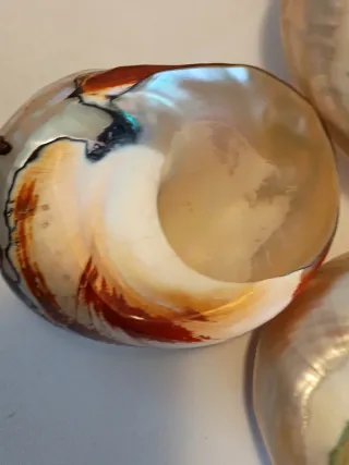 Set 4 conchiglie decorative