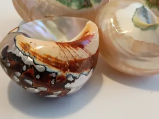 Set 4 conchiglie decorative