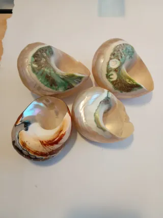 Set 4 conchiglie decorative