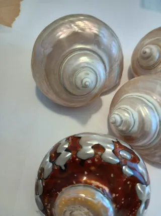 Set 4 conchiglie decorative