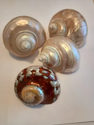 Set 4 conchiglie decorative