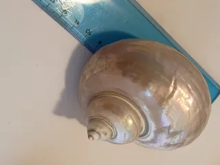 Set 4 conchiglie decorative