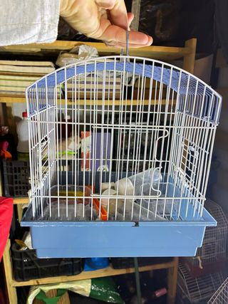 Lotto di 14 gabbie per uccelli