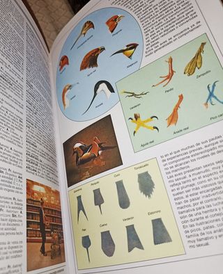 Diccionario Enciclopédico Universal