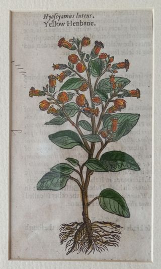 Antica Miniatura Floreale colorata a mano