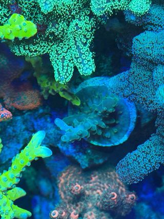 Corales de Imitación - Acuario Marino