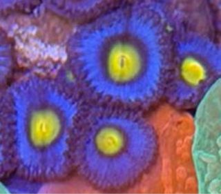 Corales de Imitación - Acuario Marino