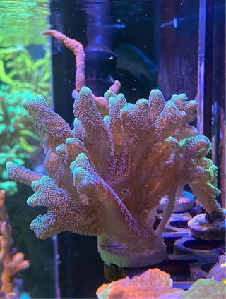 Corales de Imitación - Acuario Marino