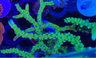 Corales de Imitación - Acuario Marino