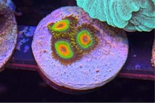 Corales de Imitación - Acuario Marino