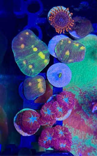 Corales de Imitación - Acuario Marino