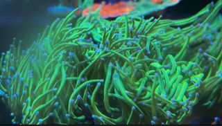 Corales de Imitación - Acuario Marino