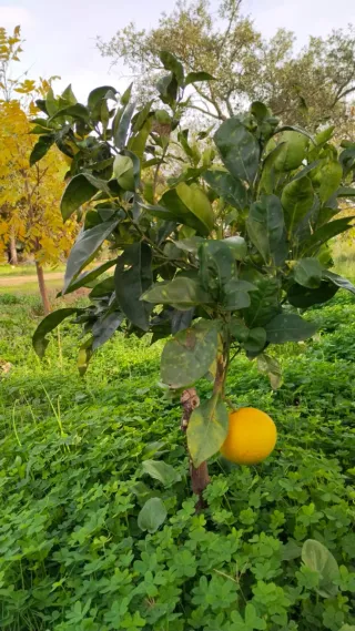 Humus de lombriz roja californiana
