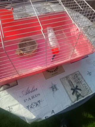 Jaula conejo/cobaya (marrón/rojo)