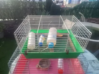 Jaula conejo/cobaya (marrón/rojo)