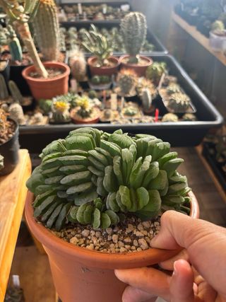 Haworthia Truncata Lime Green cactus succulenta