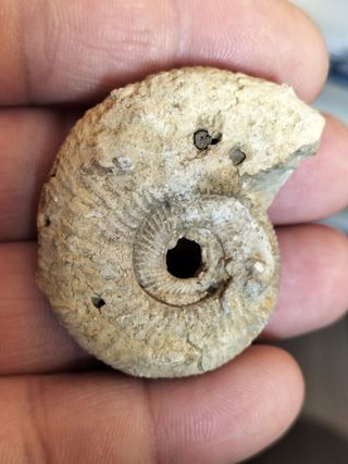 Fósil Ammonites Jurásico Madagascar