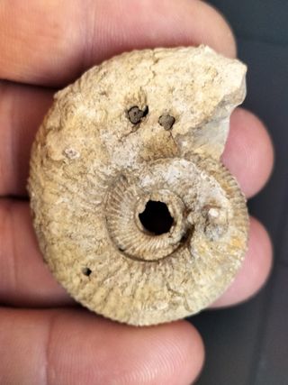 Fósil Ammonites Jurásico Madagascar