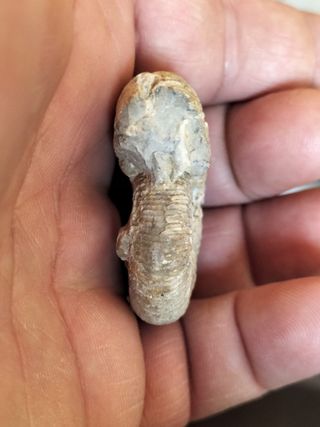 Fósil Ammonites Jurásico Madagascar