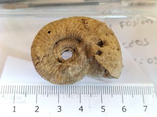 Fósil Ammonites Jurásico Madagascar