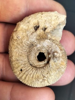Fósil Ammonites Jurásico Madagascar