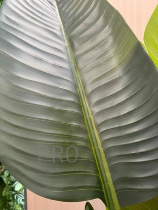 Árbol Bananero Grande