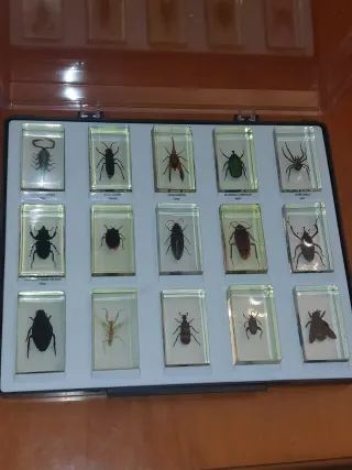 Insectos  ,encapsulado de  resina...