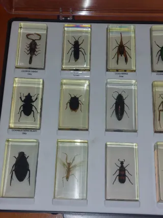Insectos  ,encapsulado de  resina...