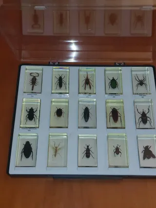 Insectos  ,encapsulado de  resina...