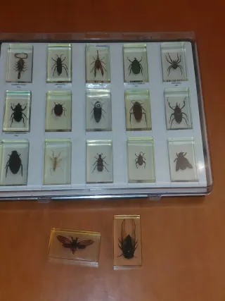 Insectos  ,encapsulado de  resina...