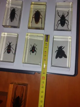 Insectos  ,encapsulado de  resina...