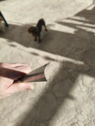 Gubias Inglesas Acodadas Modelista