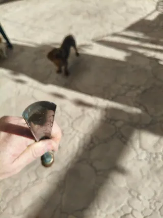 Gubias Inglesas Acodadas Modelista