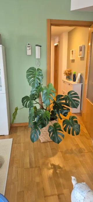Monstera Deliciosa - Costilla de Adán