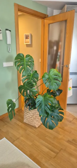Monstera Deliciosa - Costilla de Adán