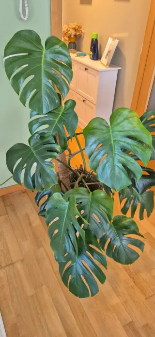 Monstera Deliciosa - Costilla de Adán