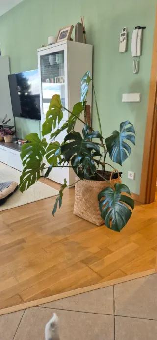 Monstera Deliciosa - Costilla de Adán