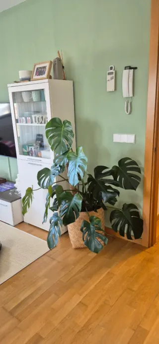 Monstera Deliciosa - Costilla de Adán