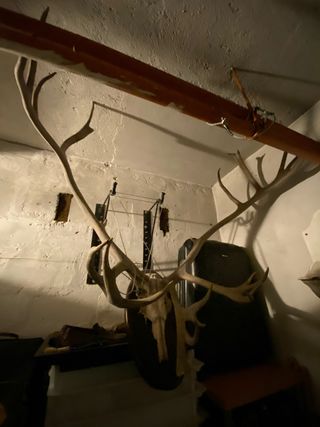 Trofeo Caribou Nord America