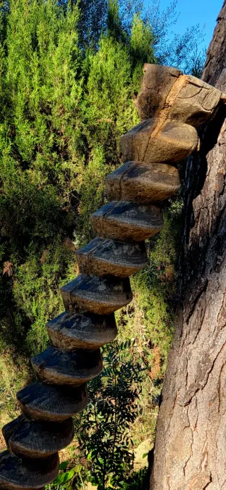 Antigua prensa tafona original