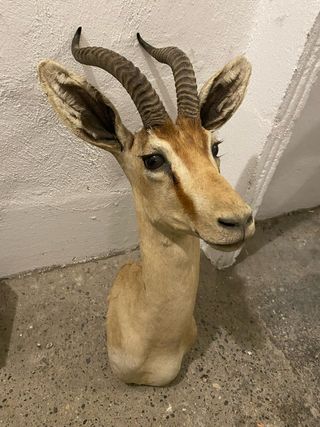 Tassidermia Antilope Africana