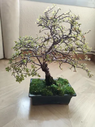 Bonsái Zelkova Parvifolia