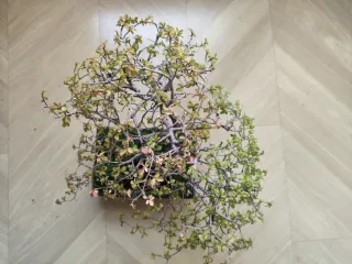 Bonsái Zelkova Parvifolia