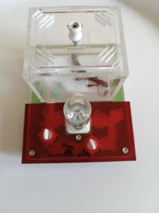 Hormiguero Anthouse Transparente y Rojo