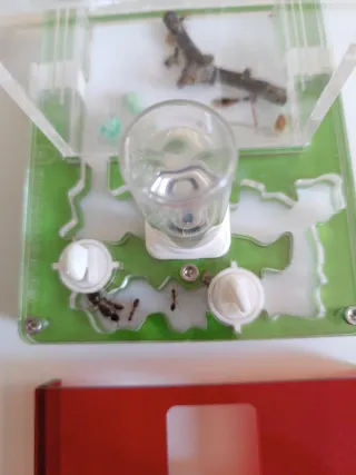 Hormiguero Anthouse Transparente y Rojo