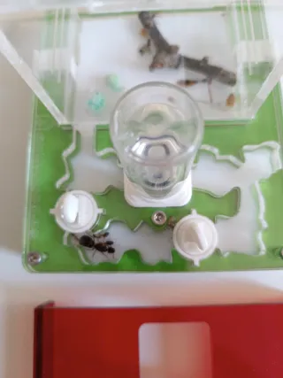 Hormiguero Anthouse Transparente y Rojo